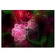 thumbnail image 2 of Pintura de Diamantes 5D Zulema Decoración Hogar Flor, 2 of 5