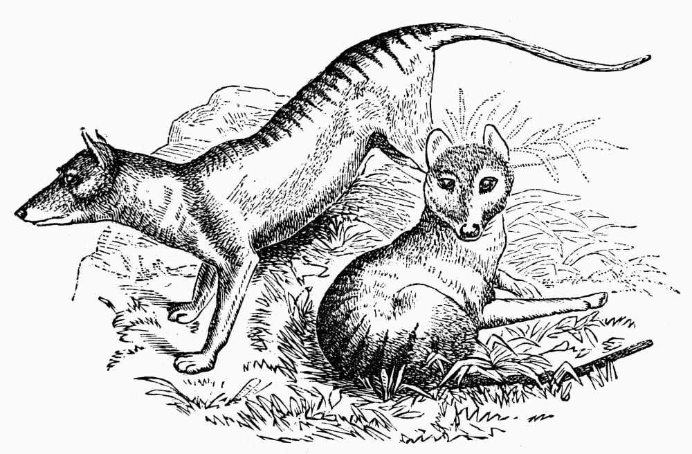 Tasmanian Tiger Nthylacine Cynocephalus Also Known As The Tasmanian Wolf An Extinct Marsupial Of ...