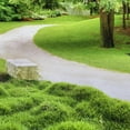 thumbnail image 5 of 1000 Zoysia Grass Seed for Lawn, Thick Green Grass for Home Yard, 5 of 5