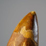 Genuine Carcharodontosaurus Tooth in Display Box (52 grams)