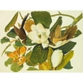 thumbnail image 3 of Audubon, John James 18x15 Black Modern Framed Museum Art Print Titled - Black-Billed Cuckoo, 3 of 5