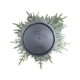 thumbnail image 4 of My Texas House Snow-Flocked Evergreen Christmas Arrangement in Pot, Green/White/Black, 24", 4 of 5