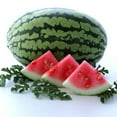 thumbnail image 1 of Carolina Cross Watermelon Seeds - 1 OZ ~225 Seeds - Non-GMO, Heirloom, Open Pollinated - Vegetable Gardening / Fruit Seeds, 1 of 2