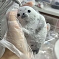 thumbnail image 2 of R-880 A Sea Lions Squeeze Toy Soft Material For Relaxation Stress Relief Toy, 2 of 4