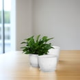 thumbnail image 4 of CATIEBYE 3 Pcs Plastic Pot With Drainage White For Indoor Flowering Plants, 4 of 6