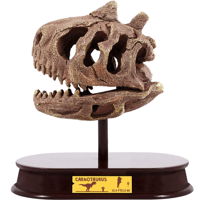 Kit de excavación de dinosaurios ArtCreativity Carnotaurus Skull Kids