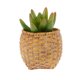 thumbnail image 3 of Adorno Hogar Artificial Flores Schlumbergera Punta Follaje para Oficina Casa de Colco Las plantas suculentas artificiales, 3 of 5