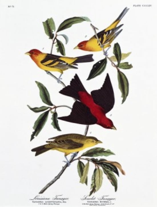 Louisiana Tanager A
