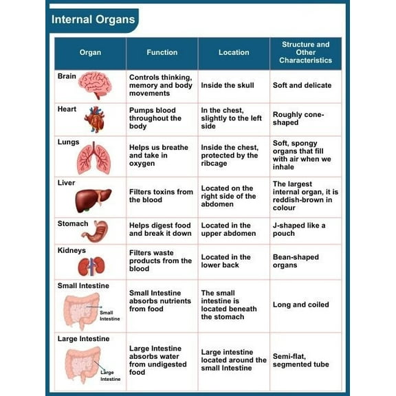 Internal Organs poster Suitable for medical education posters for students, and can also be used as classroom and hospital office decoration