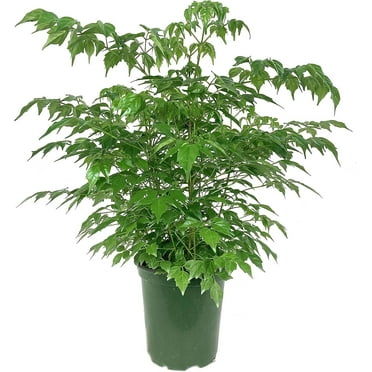 China Doll Plant - Live Plant in a 6 Inch Pot -Radermachera Sinica - Beautiful Easy Care Indoor Houseplant