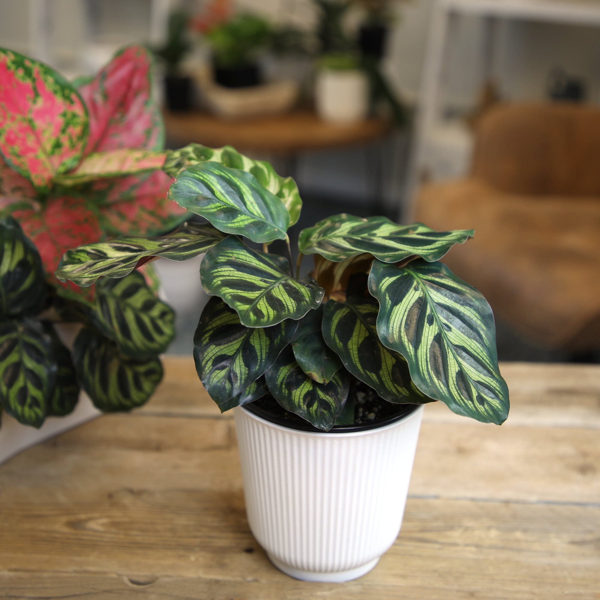 Calathea Makoyana, Pet-Safe Houseplant | 4.25in Decor Pot; Indirect Light | Element by Altman Plants