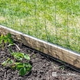 thumbnail image 3 of Fencer Wire Rabbit Guard Fence, 16 Gauge Galvanized Welded Wire Fence for Preventing Rabbits, Dogs, Cats, Chickens, and Other Small Animals from Damaging The Garden (40 in. x 50 ft.), 3 of 7