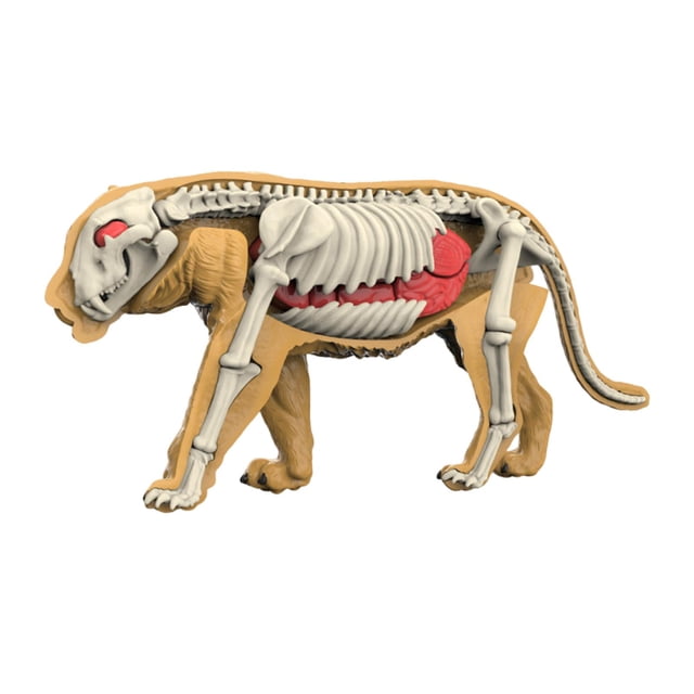 DOMELAY Animal Body Model Classroom Body Organ Parts for Study Tool Ages 8+ Children 3107