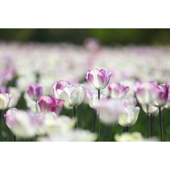 Shirley Single Late Tulip Bulbs for Planting - Easy to Grow - Fall Planting Flowers - A Unique Hand-Painted Look (5 Bulbs)