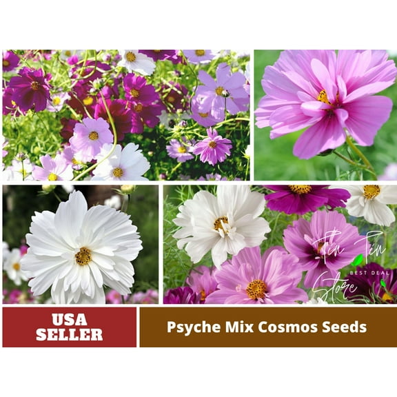 50  Seeds-Cosmos Seeds-Psyche Mix-#L004-Authentic Seeds-Flowers-Seeds-Rose seeds-Herb seeds-Vegetable Seeds-Mix Seeds for Plant- B3G1