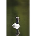 thumbnail image 2 of Close Up Of A Pacific Loon Swimming In A Pond In Chugach State Park Near Anchorage Southcentral Alaska Summer, 2 of 4