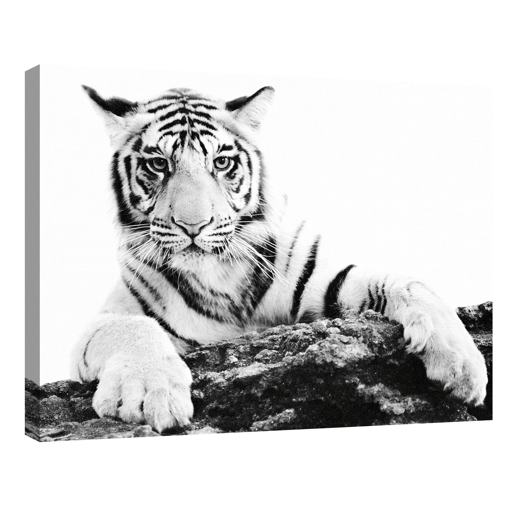 Paws Ahead by Staffan Widstrand Canvas Art Print