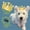 Golden Yellow, variant on Luxury Crown Accessories for Small & Medium-Sized Dogs & Cats - Retro-Style Headwear with Sparkling Crystal-like Beads, Durable Aluminum Alloy, Perfect for Pet Parties, legant Pet Accessory