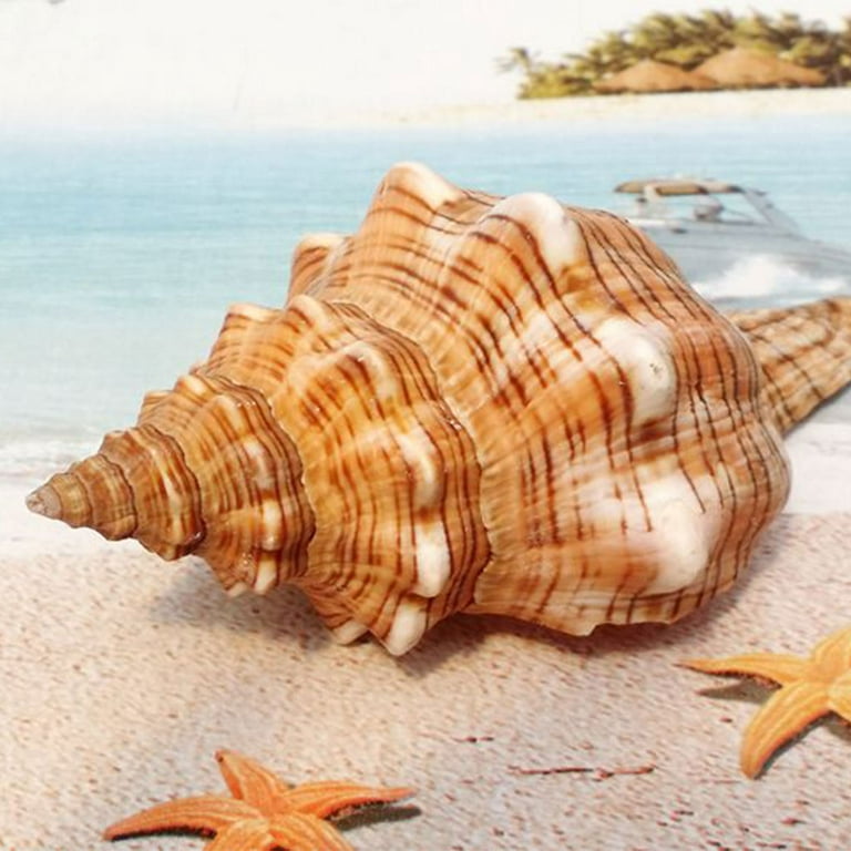 JNANEEI Natural Ocean Conch Large / Huge Sea Shells 3-7 Seashells for  Wedding Decor