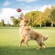 thumbnail image 3 of ColoMX 4 juguetes masticables de rugby para perros, pelota de juguete para mascotas, juguete interactivo para buscar y atrapar perros., 3 of 7
