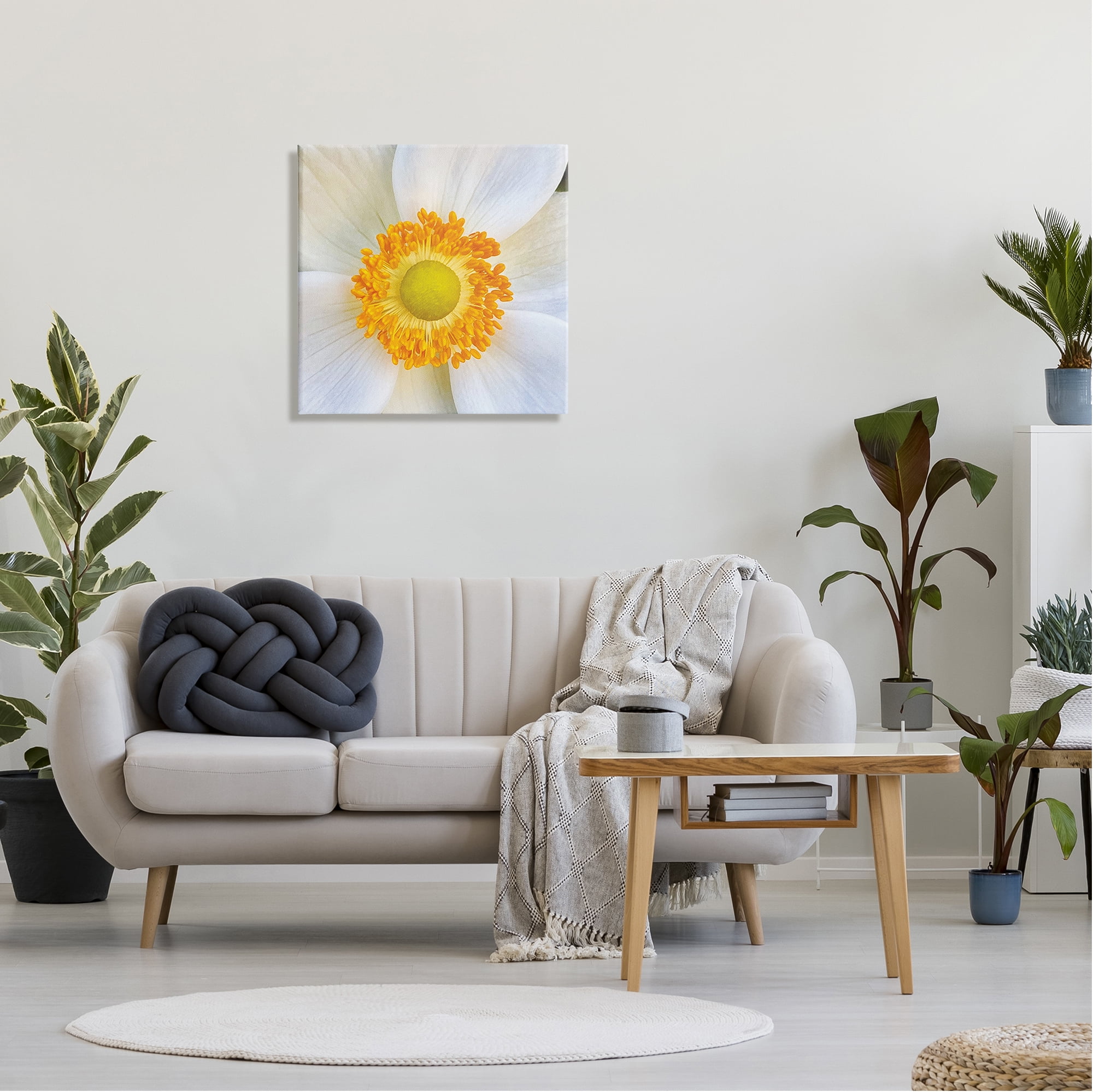 Stupell Industries White Flower Close Up Botanical & Floral Photography Gallery Wrapped Canvas Art Print Wall Art, 24 x 24