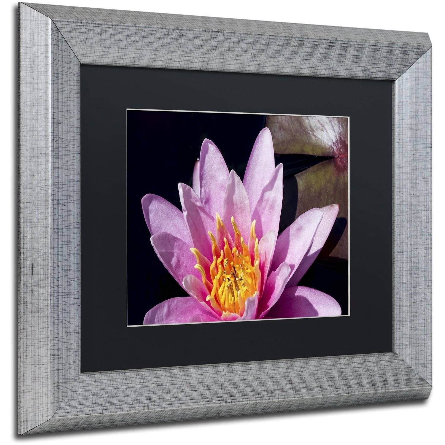 Trademark Fine Art "Pink Water Lily" Canvas Art by Kurt Shaffer, Black Matte, Silver Frame