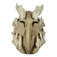thumbnail image 6 of Ebros Dragon Head Skull Realistic Fossil Wall Sculpture Or Desktop Statue 8.25"L, 6 of 9