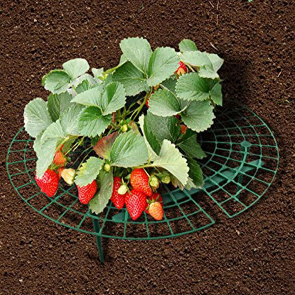 strawberry stands near me strawberry stands near me