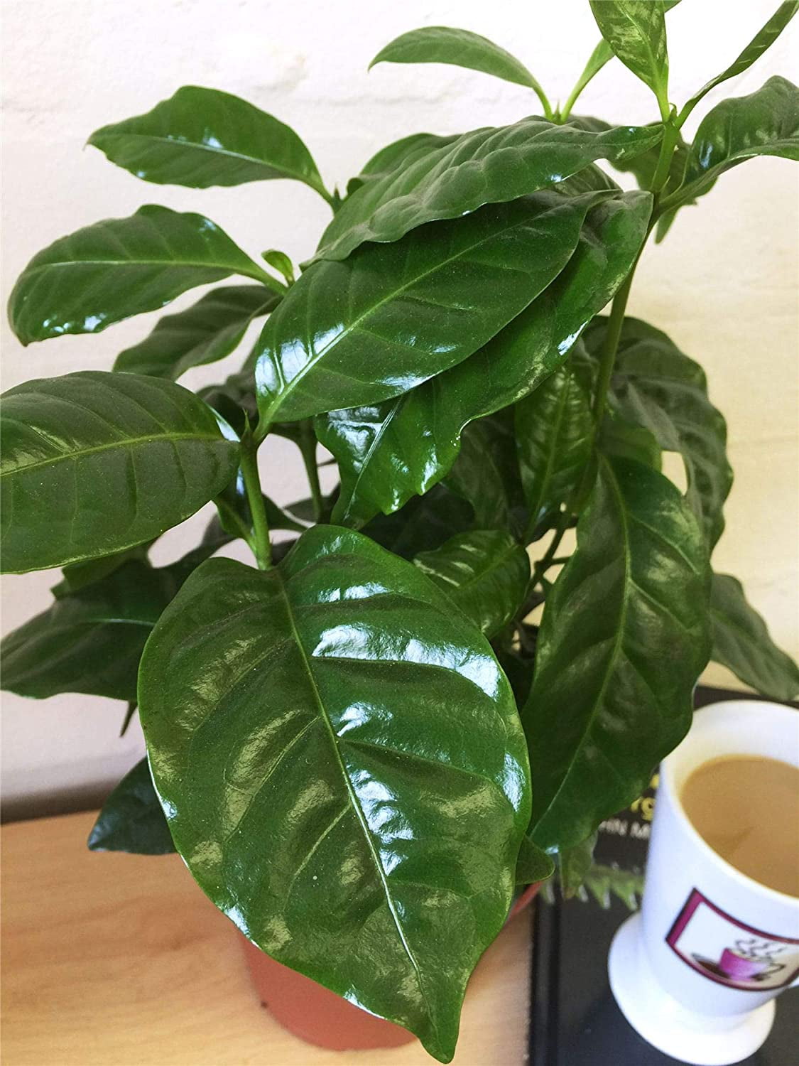 Coffee Plant - Live Plant in a 4 Inch Pot - Coffea Arabica - Beautiful Easy Care Indoor Houseplant