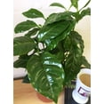thumbnail image 5 of Coffee Plant - Live Plant in a 4 Inch Pot - Coffea Arabica - Beautiful Easy Care Indoor Houseplant, 5 of 5