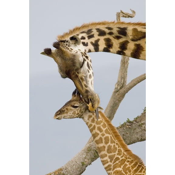 Four Of A Kind Cheetahs Stretched Canvas Baby Animal Awesome Nature Bathroom Decoration 11X14