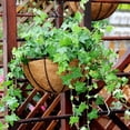 thumbnail image 4 of Grey Ghost Gear 2 Pcs Iron Wall Hanging Planters 9.8 Inches Half Round with Coco Coir Liner, 4 of 8