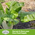 thumbnail image 3 of 2 Packs Fordhook Swiss Chard Seeds - Non-GMO Heirloom Full Sun Annual Vegetable, 3 of 6