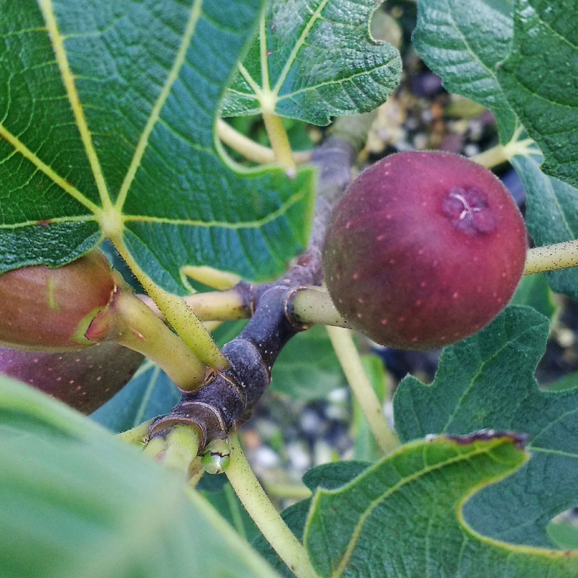 Expert Gardener 10' Turkey Fig Live Plants Pot
