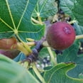 thumbnail image 3 of Expert Gardener 1 Gallon Fig Brown Turkey Live Shrub, 3 of 8