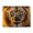 500 Pieces, variant on 500-Piece Wooden Jigsaw Puzzle for Adults & Families - Lion Mane Golden Eyes Close Up , Fun & Educational Brain-Teasing Game, Artistic Home Decor