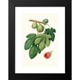 thumbnail image 2 of Giorgio Gallesio 13x18 Black Modern Framed Museum Art Print Titled - Fico Verdone. (Ficus Charge; Fig) (1817-1839), 2 of 5