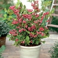 thumbnail image 3 of Pink Lemonade Blueberry Bush - Hot Pink Fruit - 2.5" Pot - No Shipping to Washington State or Oregon, 3 of 4
