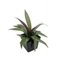 thumbnail image 4 of Purple Moses in the Cradle Plant - Rheo discolor - 2 Pack 3" Pots - House Plant, 4 of 4