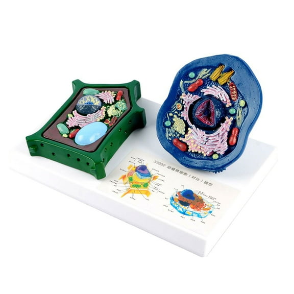 and Plant Cell Anatomy Model With Removable Parts Anatomical Plant Cell Model Biology Class Teaching Tool