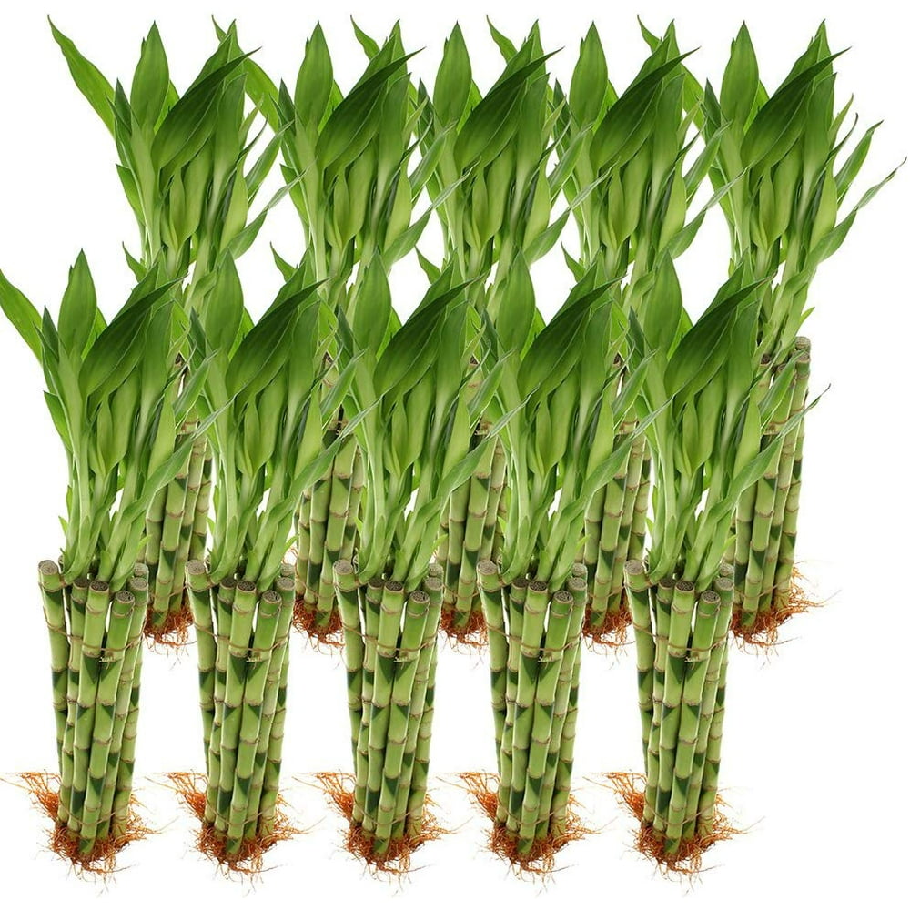 Live Lucky Bamboo Bulk 12Inch Bundle of 100 Stalks Live Indoor