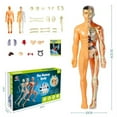 thumbnail image 1 of Human Torso Body Model Anatomy Anatomical Medical Internal Organs for Teaching Detachable Educational Medical Science Model New, 1 of 5