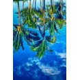thumbnail image 2 of Engelbrecht, Lisa S. 23x32 Black Ornate Wood Framed with Double Matting Museum Art Print Titled - Reflection of palm trees on water, 2 of 4