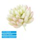 thumbnail image 4 of Plantas suculentas artificiales Uxcell sin maceta, simulación de plantas blancas, paquete de 2, 4 of 5