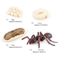 thumbnail image 4 of 1 Set Spade Worm Model Premium Plastic Material Meaningful Insect Figurines Early Educational Growing Models for School Project red ant, 4 of 6