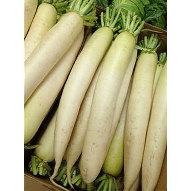 Daikon Radish Seed Food Plot 5 Lbs Walmart Com Walmart Com