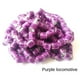 thumbnail image 3 of 100 Piezas De Aluminio Pájaro Paloma Palomas Anillos De Pie Bandas 8 Mm Púrpura Sunnimix Anillos de pata de paloma de carreras, 3 of 5