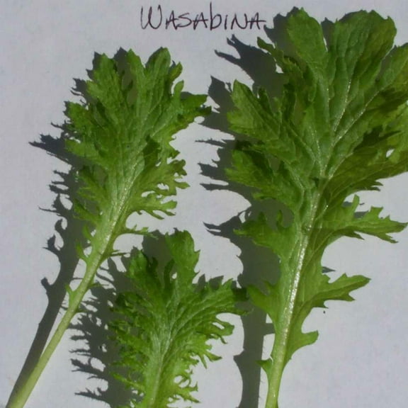 Mustard Seeds - Wasabina - 2 g Packet ~1138 Seeds - Non-GMO, Heirloom - Asian Garden Vegetable, Microgreens & Herb Gardening