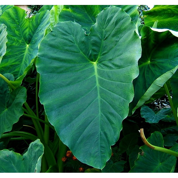 Elephant Ear - 1 Large Bulb 13/15" - Colocasia esculenta