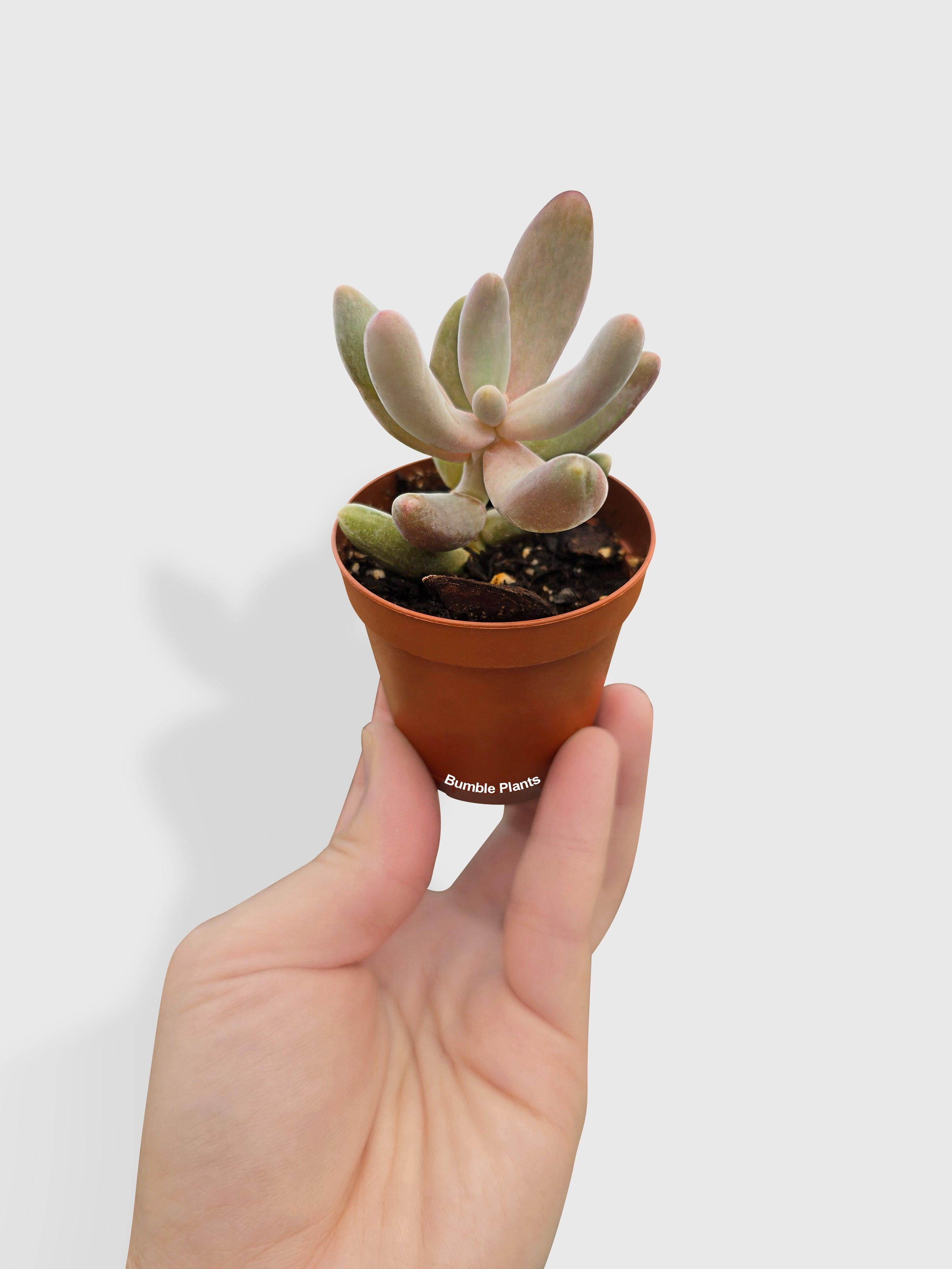 Pachyphytum Fittkaui - Live Air-Purifying Indoor Plant in Nursery Pot – Easy Care, Low Maintenance Houseplant for Home & Office Decor, Natural Air Cleaner, Best for Beginners